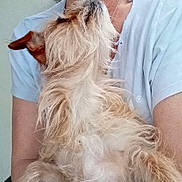 Remi Ray is registered to the contest to win money with this photo: dog, small_dog, pet, fluffy_fur, close_up, person, arm, light_blue_shirt, cuddling, indoor, neck, whiskers, beige_fur, holding, sitting, fur_texture, face, upper_body, home, casual_clothing