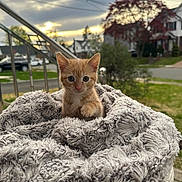 Mani joined the competition — help win amazing prizes! kitten, cat, orange_cat, blanket, fluffy, outdoor, suburb, house, tree, grass, sky, cloudy, sunset, railing, pet, cute, animal, fur, young_cat, cozy