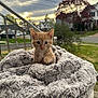 kitten, cat, orange_cat, blanket, fluffy, outdoor, suburb, house, tree, grass, sky, cloudy, sunset, railing, pet, cute, animal, fur, young_cat, cozy