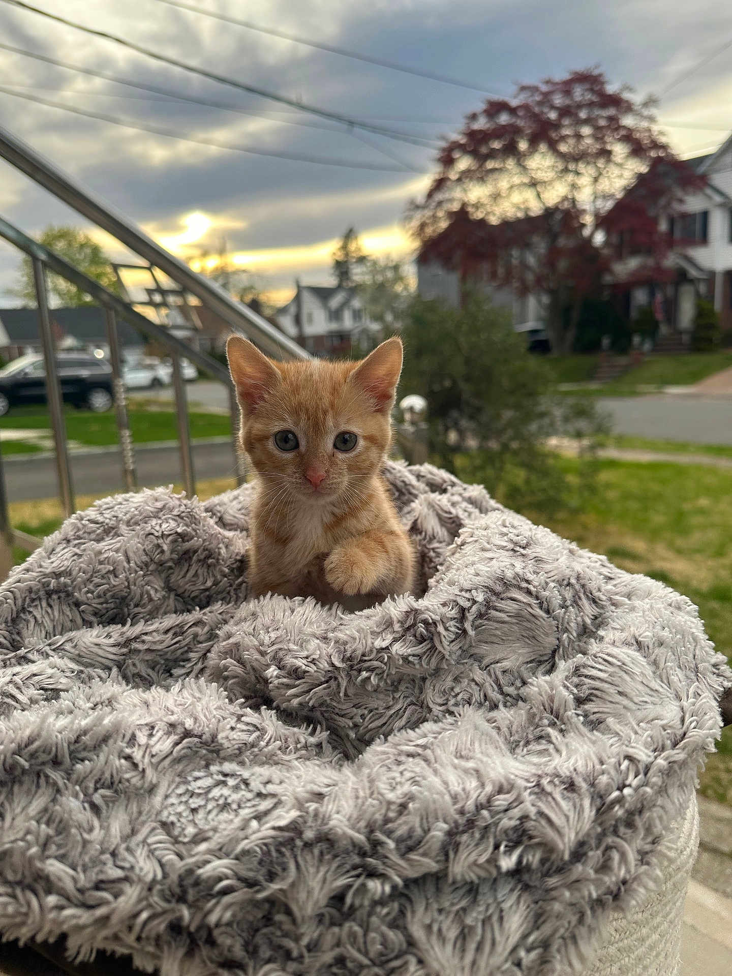 Mani joined the competition — help win amazing prizes! kitten, cat, orange_cat, blanket, fluffy, outdoor, suburb, house, tree, grass, sky, cloudy, sunset, railing, pet, cute, animal, fur, young_cat, cozy