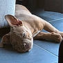 animal_face, brown_dog, calm, canine, closeup, companion, couch, dog, domestic_animal, ear, floor, furniture, home, indoor, lying_down, one_animal, pet, relaxation, resting, tile_floor