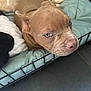 Bulma a rejoint le concours — aidez-le/la à gagner de superbes lots ! animal, bed, blanket, brown, cage, close_up, comfort, cute, dog, ears, floor, furniture, indoors, nose, pet, puppy, resting, sleepy, soft, young