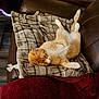 animal, brown_leather_couch, cat, comfort, cozy, cute, domestic_animal, feline, fur, home, indoor, orange_cat, paw, pet, plaid_blanket, relaxed, resting, sleeping, tail, white_cat