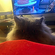 Poppy a rejoint le concours — aidez-le/la à gagner de superbes lots ! cat, fluffy, indoor, television, red_surface, curious, pet, furniture, living_room, couch, dim_lighting, closeup, animal, domestic_animal, eyes, ears, furry, cozy, background, home