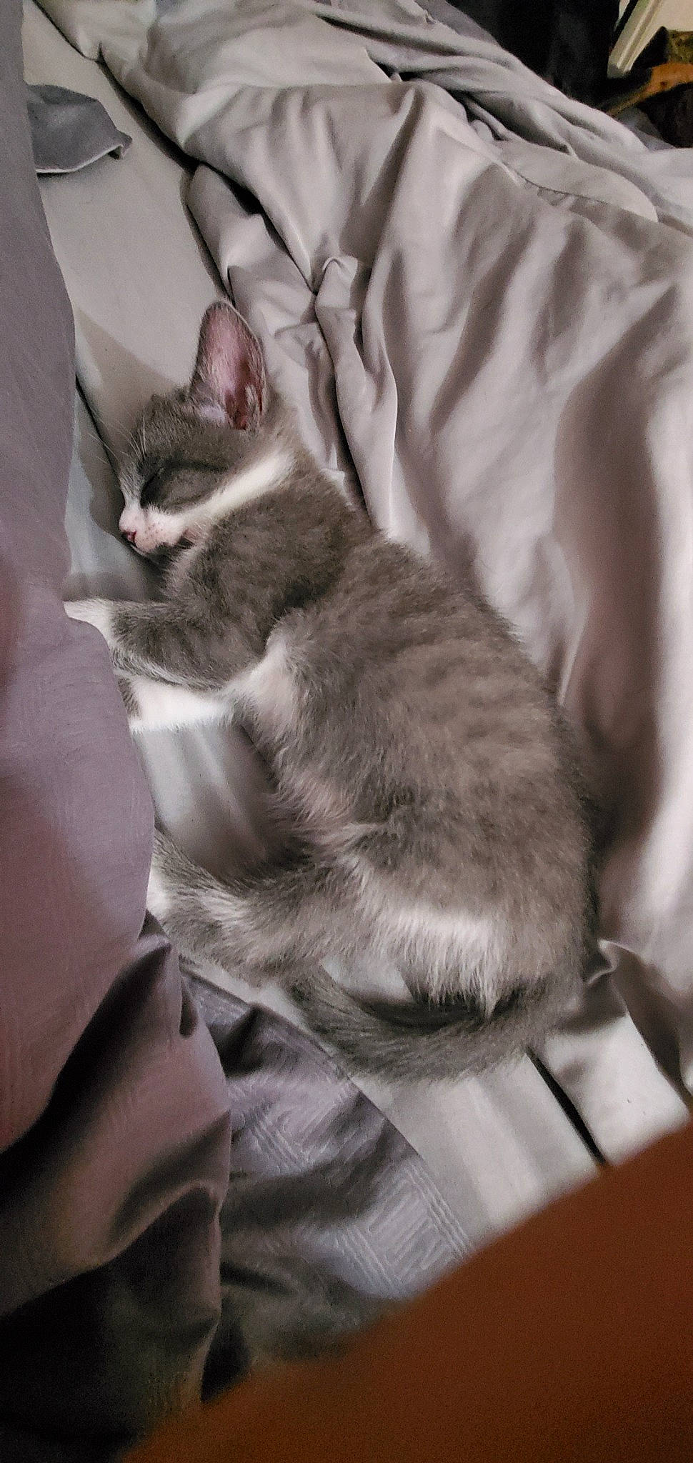 Ana is registered to the contest to win money with this photo: american_wirehair, asian, burmilla, carnivore, cat, domestic_short_haired_cat, european_shorthair, felidae, fur, kitten, mammal, oriental_longhair, singapura, small_to_medium_sized_cats, snout, tail, whiskers