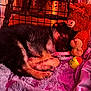 Nova is registered to the contest to win money with this photo: puppy, dog, sleeping, toys, stuffed_animal, pink_blanket, fence, indoor, cozy, fur, resting, animal, cute, pet, soft_texture, paw, snuggling, warm_light, home, relaxation