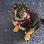 Nova is registered to the contest to win money with this photo: puppy, dog, german_shepherd, pink_harness, carpet, indoor, pet, cute, fluffy, young, sitting, looking_up, animal, fur, ears, paws, adorable, domestic_animal, companion, canine