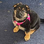 puppy, dog, german_shepherd, pink_harness, carpet, indoor, pet, cute, fluffy, young, sitting, looking_up, animal, fur, ears, paws, adorable, domestic_animal, companion, canine