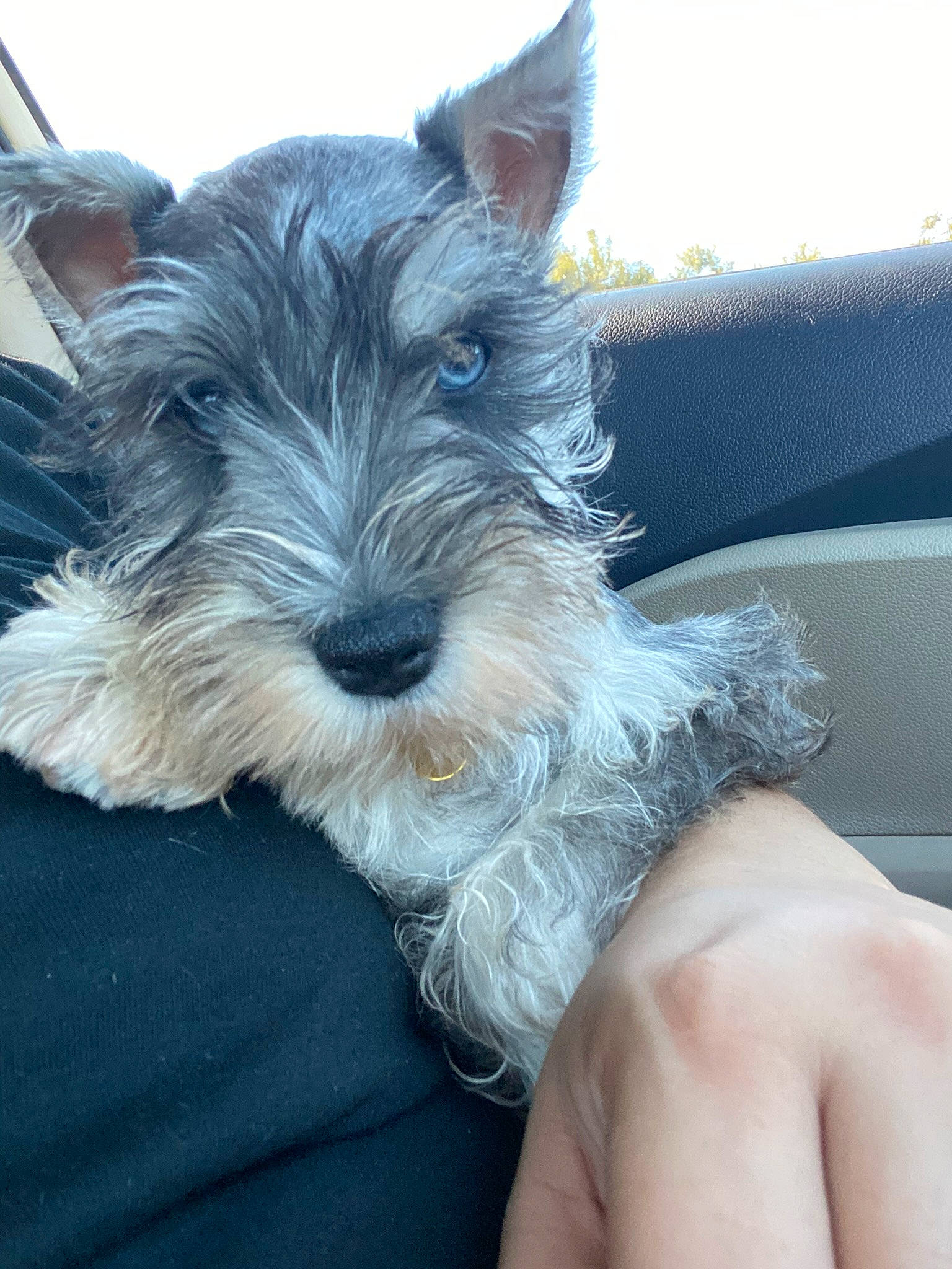 Zues joined the competition — help win amazing prizes! boat, canidae, carnivore, collar, companion_dog, dog, dog_breed, dog_collar, electric_blue, schnauzer, small_terrier, snout, sporting_group, standard_schnauzer, terrier, windshield, working_animal