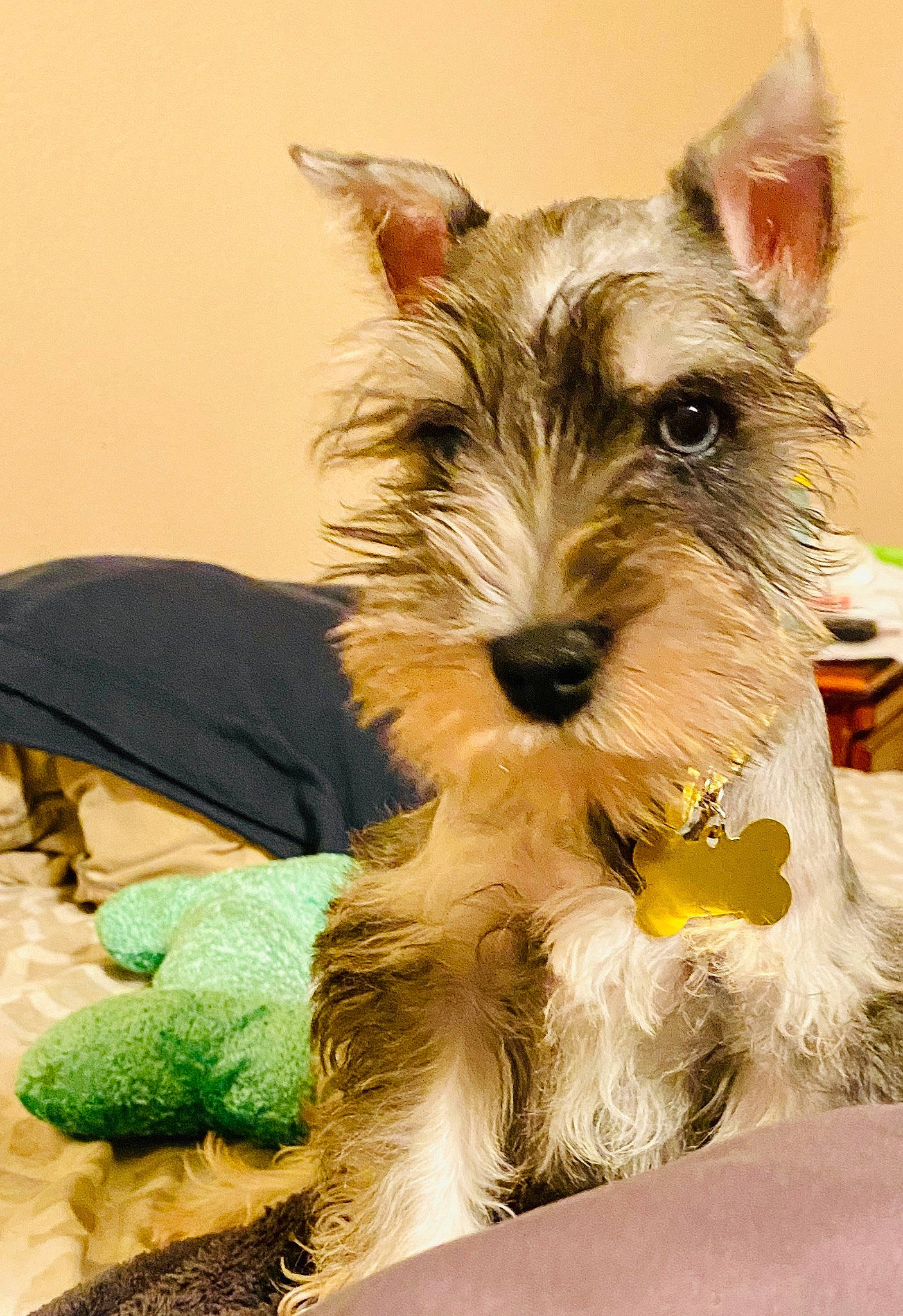 Zues joined the competition — help win amazing prizes! biewer_terrier, biting, canidae, carnivore, collar, companion_dog, dog, dog_breed, dog_supply, fur, grass, mammal, schnauzer, small_terrier, snout, sporting_group, terrier, toy_dog, working_animal