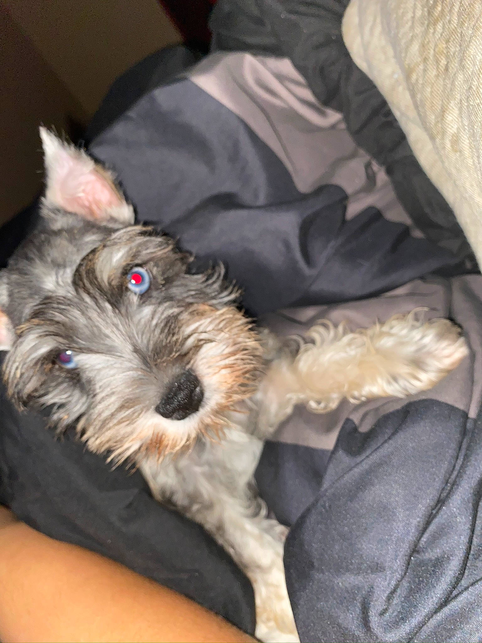 Zues joined the competition — help win amazing prizes! biewer_terrier, canidae, carnivore, comfort, companion_dog, dog, dog_breed, dog_supply, fawn, fur, non_sporting_group, puppy, schnauzer, small_terrier, snout, sporting_group, standard_schnauzer, terrier, toy_dog, working_animal