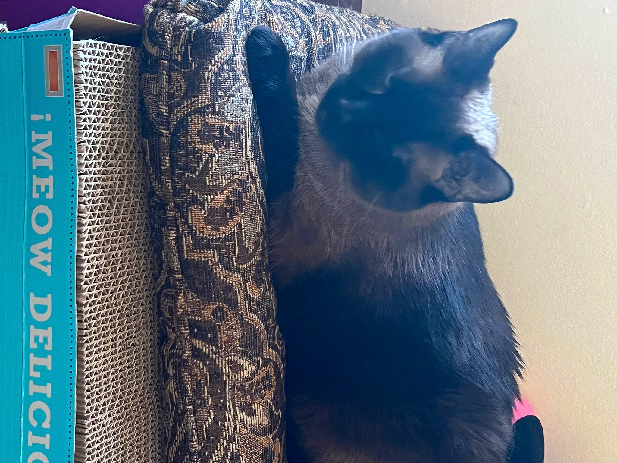 Percy joined the competition — help win amazing prizes! art, azure, black_cat, blue, carnivore, cat, cat_supply, comfort, domestic_short_haired_cat, electric_blue, felidae, fur, grey, pattern, publication, small_to_medium_sized_cats, snout, tail, terrestrial_animal, whiskers