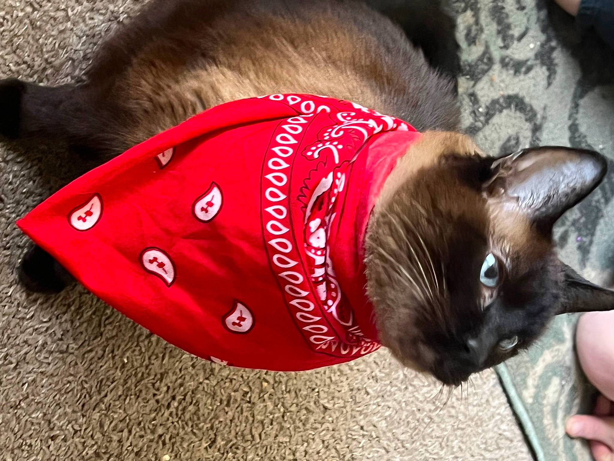 Percy joined the competition — help win amazing prizes! carnivore, cat, collar, domestic_short_haired_cat, fashion_accessory, fawn, felidae, fur, leash, magenta, mammal, plant, siamese, small_to_medium_sized_cats, snout, sunglasses, tail, thai, vertebrate, whiskers