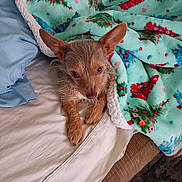 Bubbie is registered to the contest to win money with this photo: dog, puppy, small_dog, long_ears, brown_fur, scruffy_fur, portrait, close_up, blanket, floral_blanket, bed, bedding, indoors, cozy, lying_down, sitting, pet, animal, cute, holiday_pattern