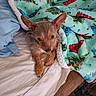 dog, puppy, small_dog, long_ears, brown_fur, scruffy_fur, portrait, close_up, blanket, floral_blanket, bed, bedding, indoors, cozy, lying_down, sitting, pet, animal, cute, holiday_pattern