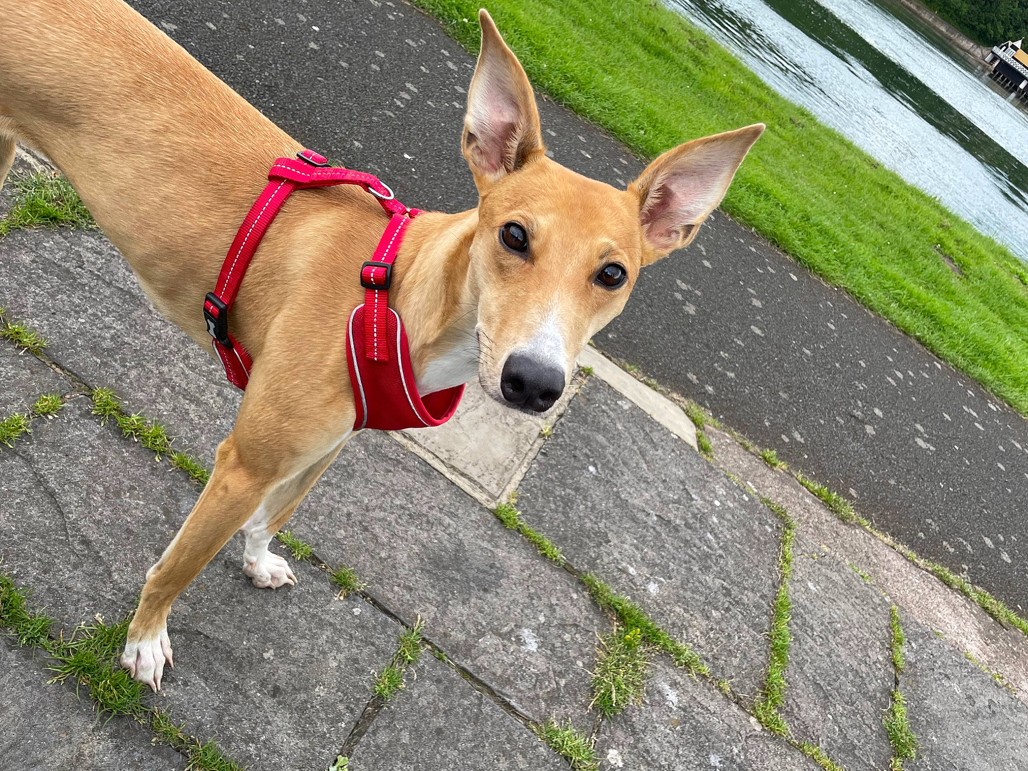 Lola joined the competition — help win amazing prizes! canidae, carnivore, collar, companion_dog, dog, dog_breed, dog_collar, dog_supply, fawn, grass, herding_dog, leash, pet_supply, road_surface, sidewalk, snout, sporting_group, tail, terrestrial_animal, working_animal