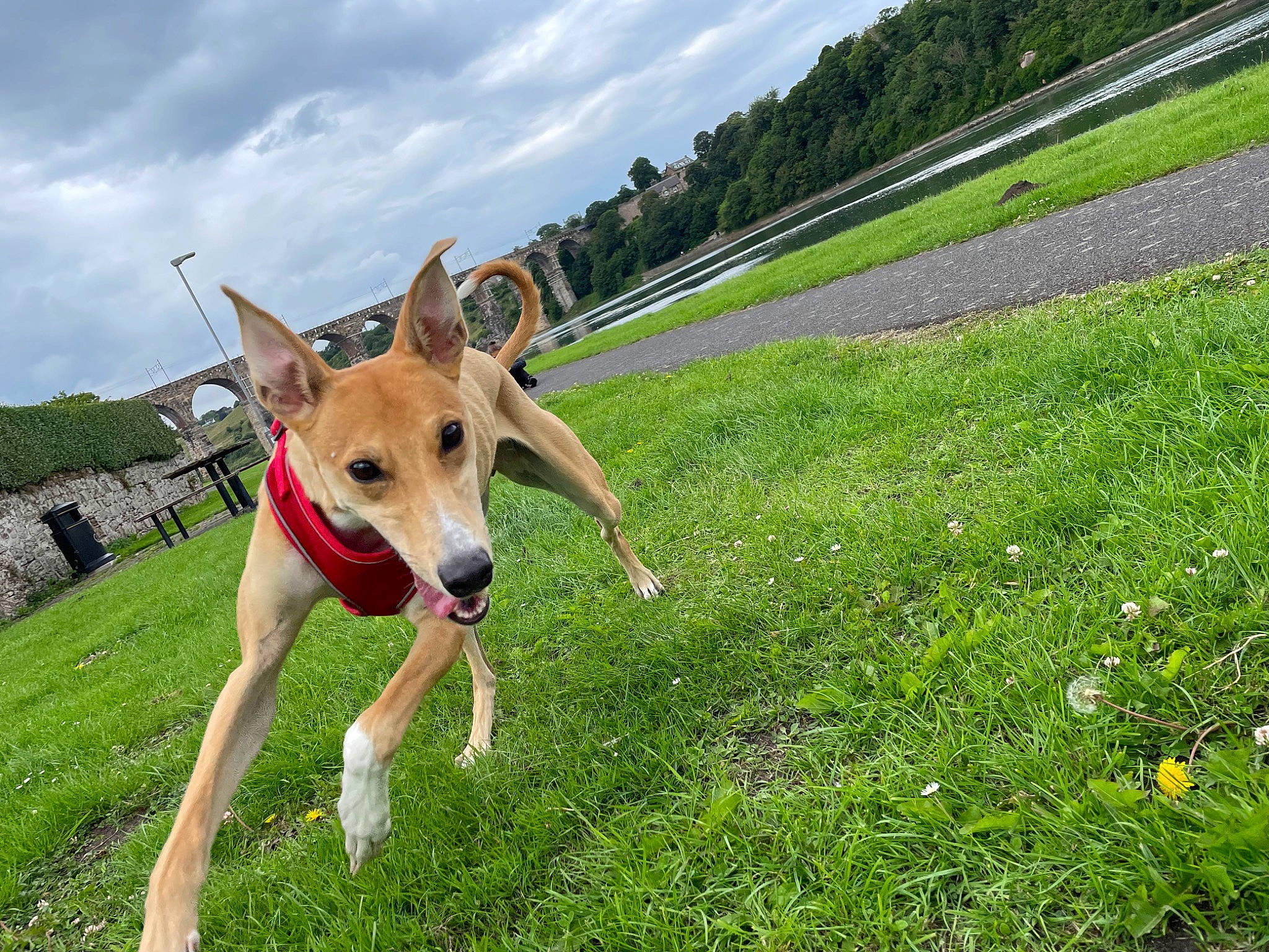 Lola is registered to the contest to win money with this photo: canidae, carnivore, cloud, companion_dog, dog, dog_breed, dog_supply, fawn, flower, grass, grassland, groundcover, herbaceous_plant, leisure, people_in_nature, plant, sky, sporting_group, tree, working_animal