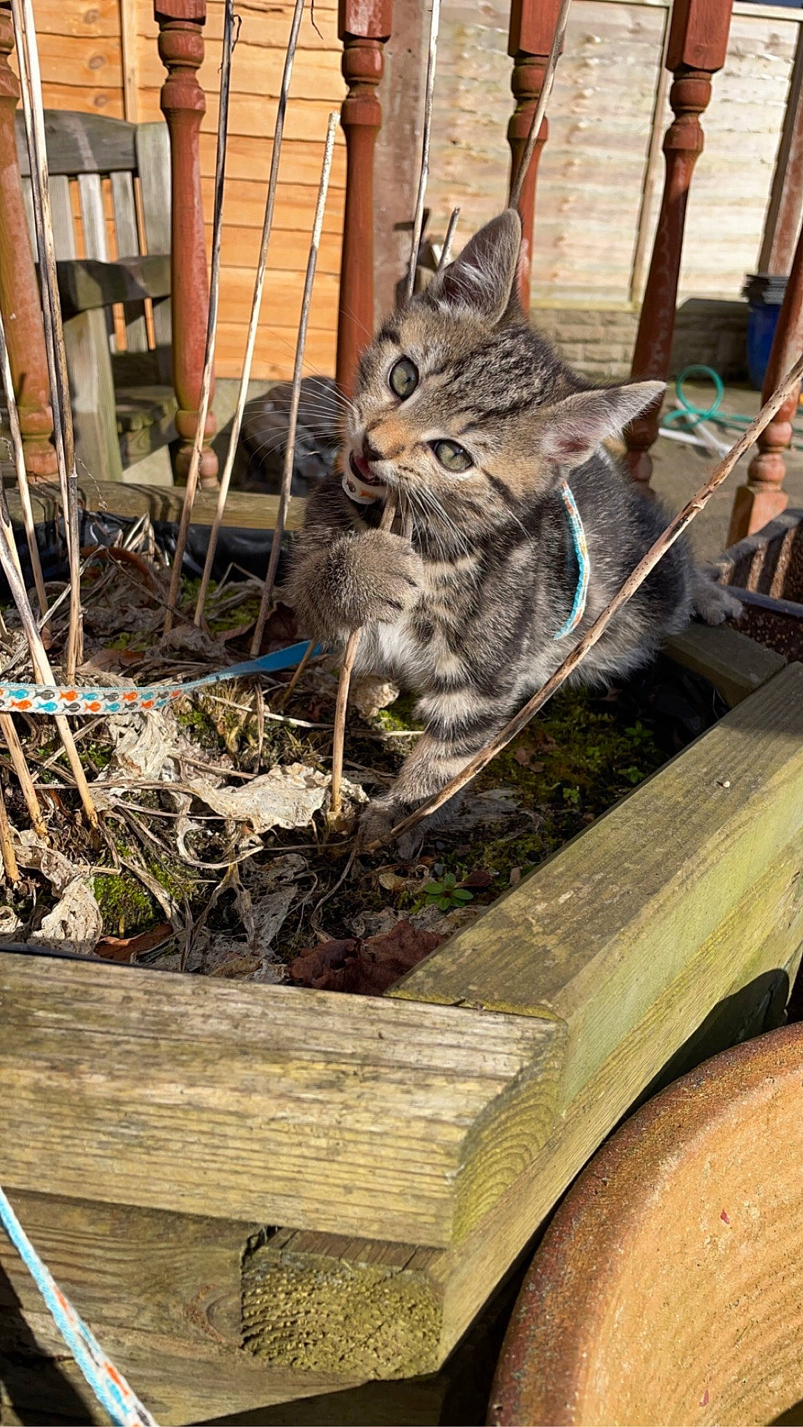 Reggie joined the competition — help win amazing prizes! carnivore, cat, domestic_short_haired_cat, felidae, fur, grass, herb, lynx, metal, plant, small_to_medium_sized_cats, snout, soil, tail, terrestrial_animal, tree, twig, whiskers, wildlife, wood