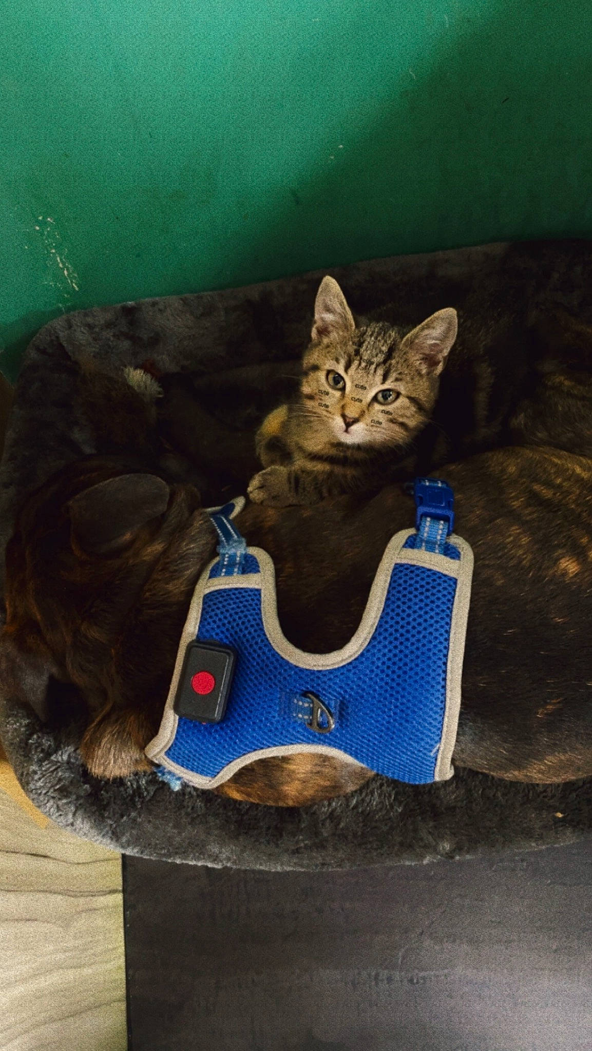 Reggie joined the competition — help win amazing prizes! bag, baggage, carnivore, cat, cat_supply, domestic_short_haired_cat, electric_blue, fashion_accessory, felidae, grass, luggage_and_bags, pet_supply, plant, sitting, small_to_medium_sized_cats, sports_equipment, tail, terrestrial_animal, tire, whiskers