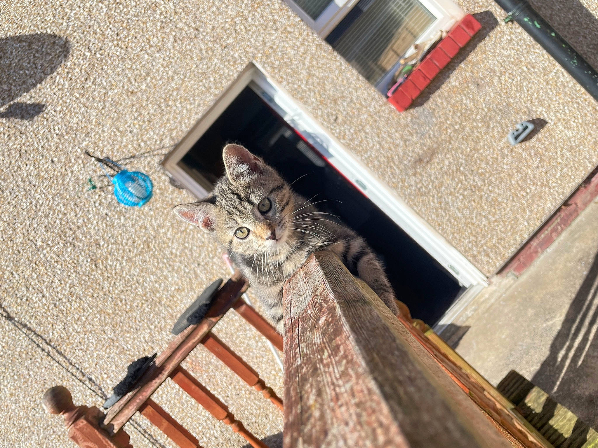 Reggie is registered to the contest to win money with this photo: asphalt, brick, building, carnivore, cat, domestic_short_haired_cat, door, facade, felidae, floor, flooring, house, road_surface, sidewalk, small_to_medium_sized_cats, tail, wall, whiskers, window, wood