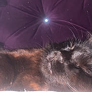 Onyx is registered to the contest to win money with this photo: cat, black_cat, sleeping, fur, whiskers, cushion, purple, cozy, pet, animal, closeup, resting, indoor, relaxation, cute, mammal, feline, comfort, nap, soft_light