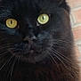 cat, black_cat, yellow_eyes, close_up, whiskers, fur, pet, animal, indoor, window, brick_wall, face, portrait, curious, alert, mammal, feline, domestic_animal, looking