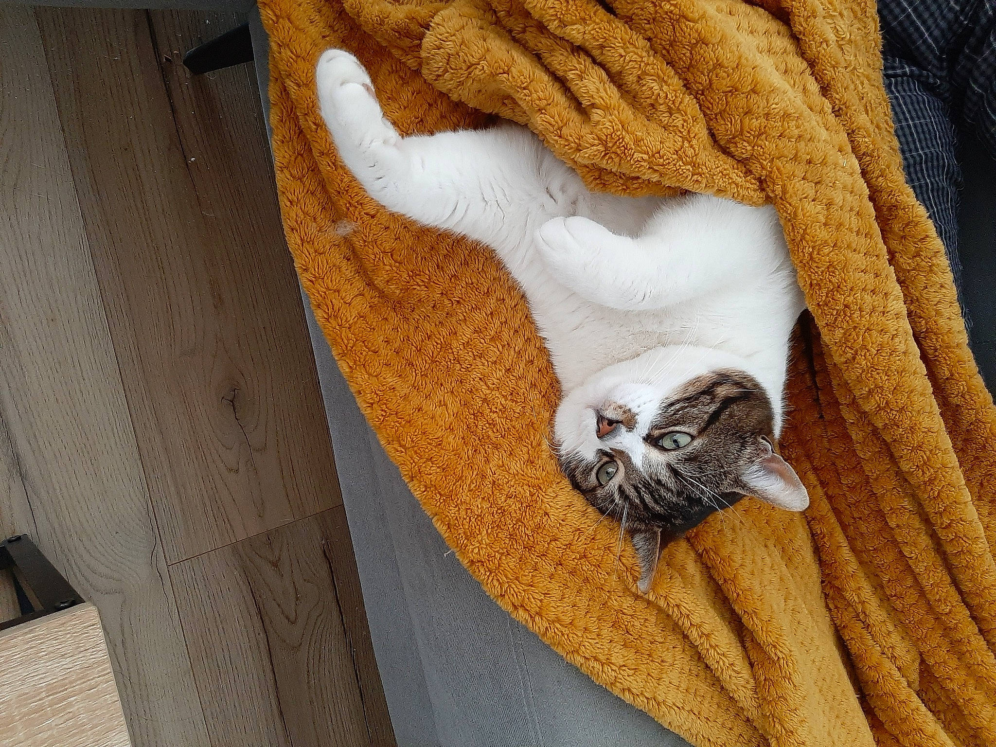 Merlin participe au concours pour gagner de l'argent avec cette photo : bed_sheet, bedding, carnivore, cat, comfort, domestic_short_haired_cat, fawn, felidae, flooring, fur, grey, hardwood, linens, pattern, room, sleeve, small_to_medium_sized_cats, tail, whiskers, wood