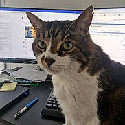 Merlin a rejoint le concours — aidez-le/la à gagner de superbes lots ! animal, cat, computer, computerhardware, computerkeyboard, desk, electronics, furniture, hardware, kitten, laptop, manx, monitor, pc, pen, pet, screen, table, text, tv