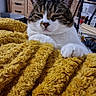 Merlin participe au concours pour gagner de l'argent avec cette photo : abyssinian, animal, architecture, blanket, building, cabinet, cat, couch, drawer, furniture, hardwood, homedecor, indoors, kitten, manx, person, pet, plywood, shelf, wood