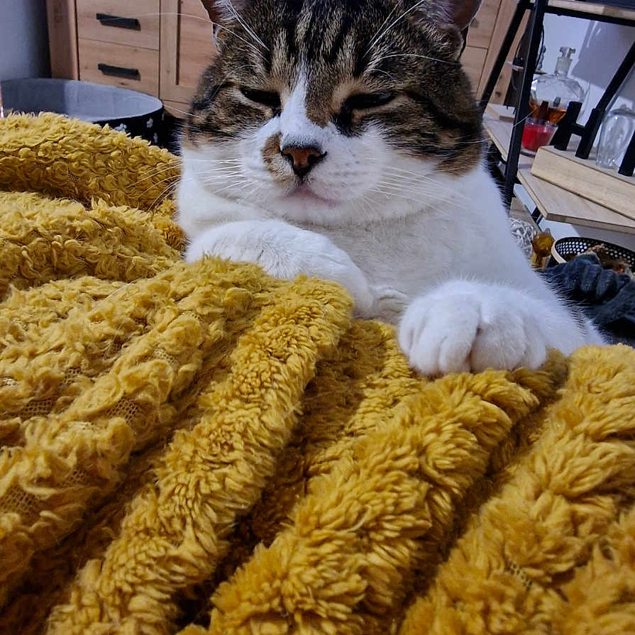 Merlin