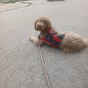 Bentley is registered to the contest to win money with this photo: dog, curly_hair, harness, leash, pavement, outdoor, picnic_table, fence, grass, resting, pet, canine, animal, side_view, brown, daytime, quiet, calm, park, leisure