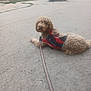 dog, curly_hair, harness, leash, pavement, outdoor, picnic_table, fence, grass, resting, pet, canine, animal, side_view, brown, daytime, quiet, calm, park, leisure