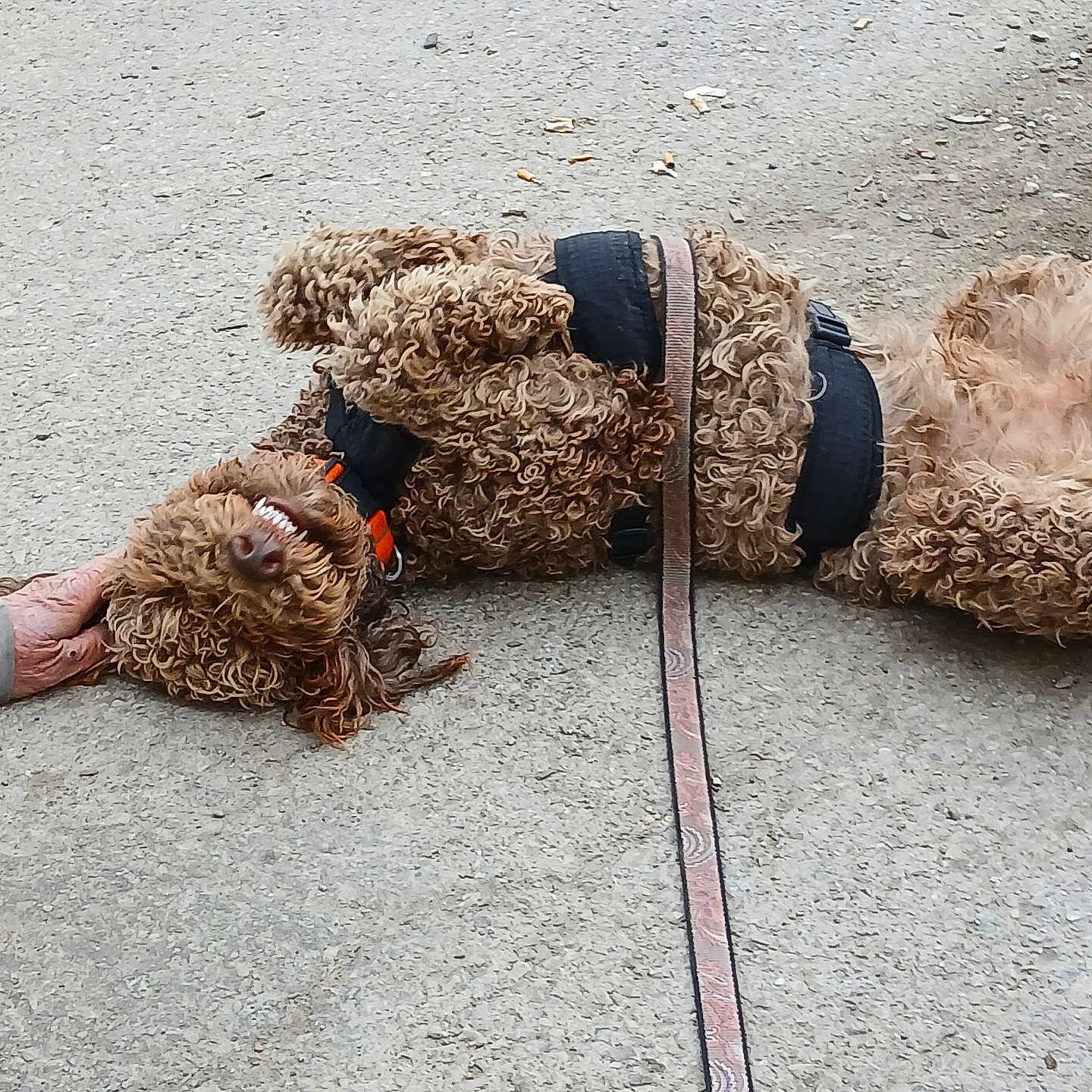 Bentley is registered to the contest to win money with this photo: animal, brown_fur, canine, close_up, companion, curly_fur, dog, domestic_animal, friendly, fur_texture, hand, happy, harness, leash, lying_down, outdoor, pavement, petting, playful, smiling