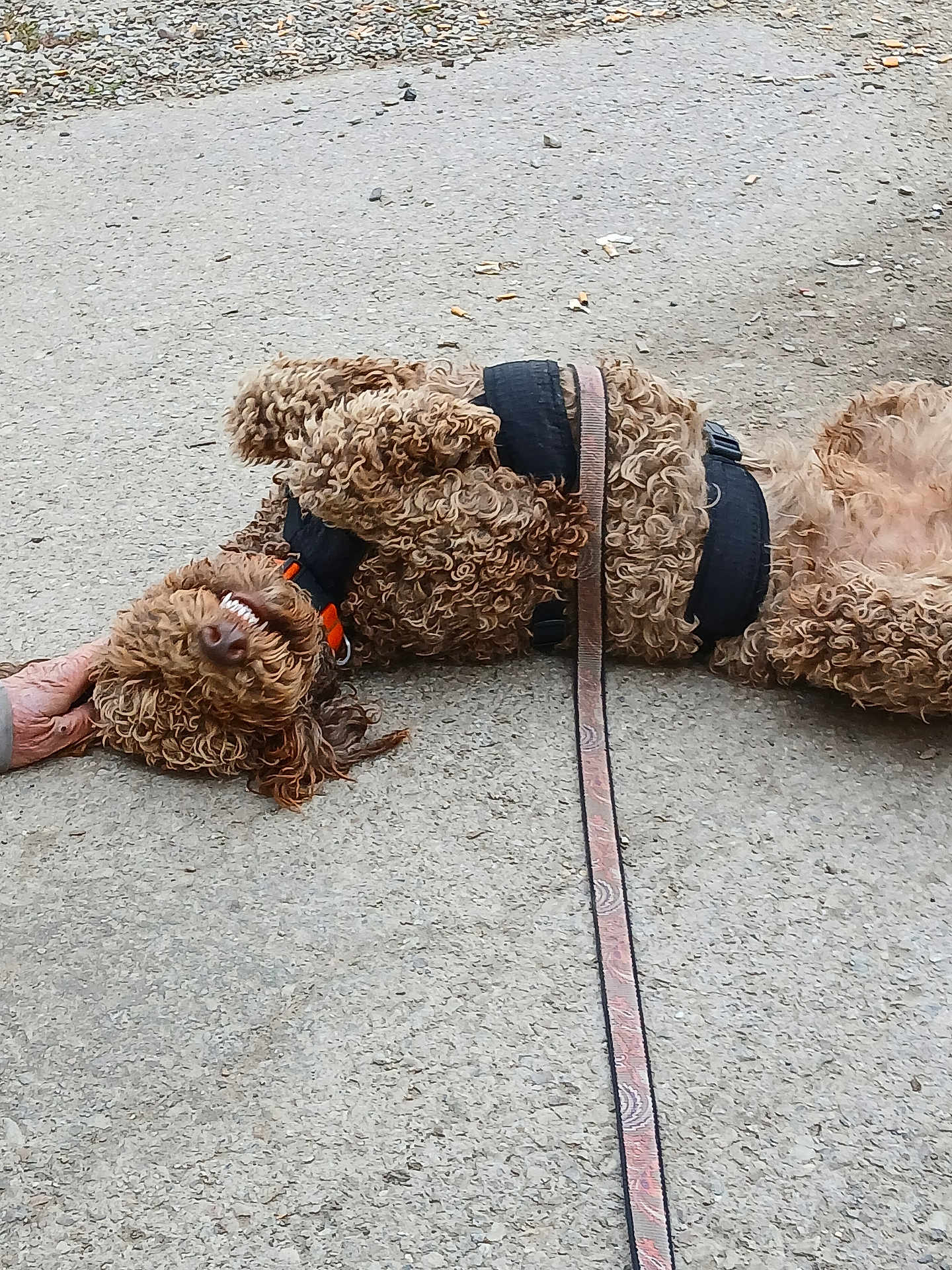 Bentley is registered to the contest to win money with this photo: dog, curly_fur, leash, harness, pavement, petting, playful, happy, outdoor, animal, canine, brown_fur, smiling, hand, close_up, lying_down, fur_texture, domestic_animal, companion, friendly