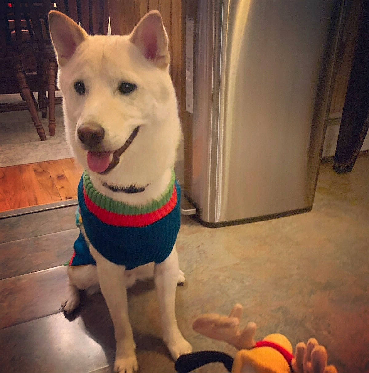 Hachi joined the competition — help win amazing prizes! canidae, carnivore, chair, collar, companion_dog, dog, dog_breed, dog_clothes, dog_collar, dog_supply, fawn, flooring, fur, happy, pet_supply, snout, sporting_group, square, tail, working_animal