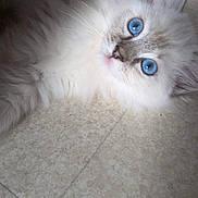 Ayla a rejoint le concours — aidez-le/la à gagner de superbes lots ! kitten, cat, blue_eyes, fluffy, white_fur, pet, animal, cute, floor, tile, portrait, indoor, young_cat, feline, whiskers, closeup, curious, soft, small, domestic_animal