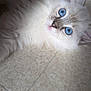 kitten, cat, blue_eyes, fluffy, white_fur, pet, animal, cute, floor, tile, portrait, indoor, young_cat, feline, whiskers, closeup, curious, soft, small, domestic_animal