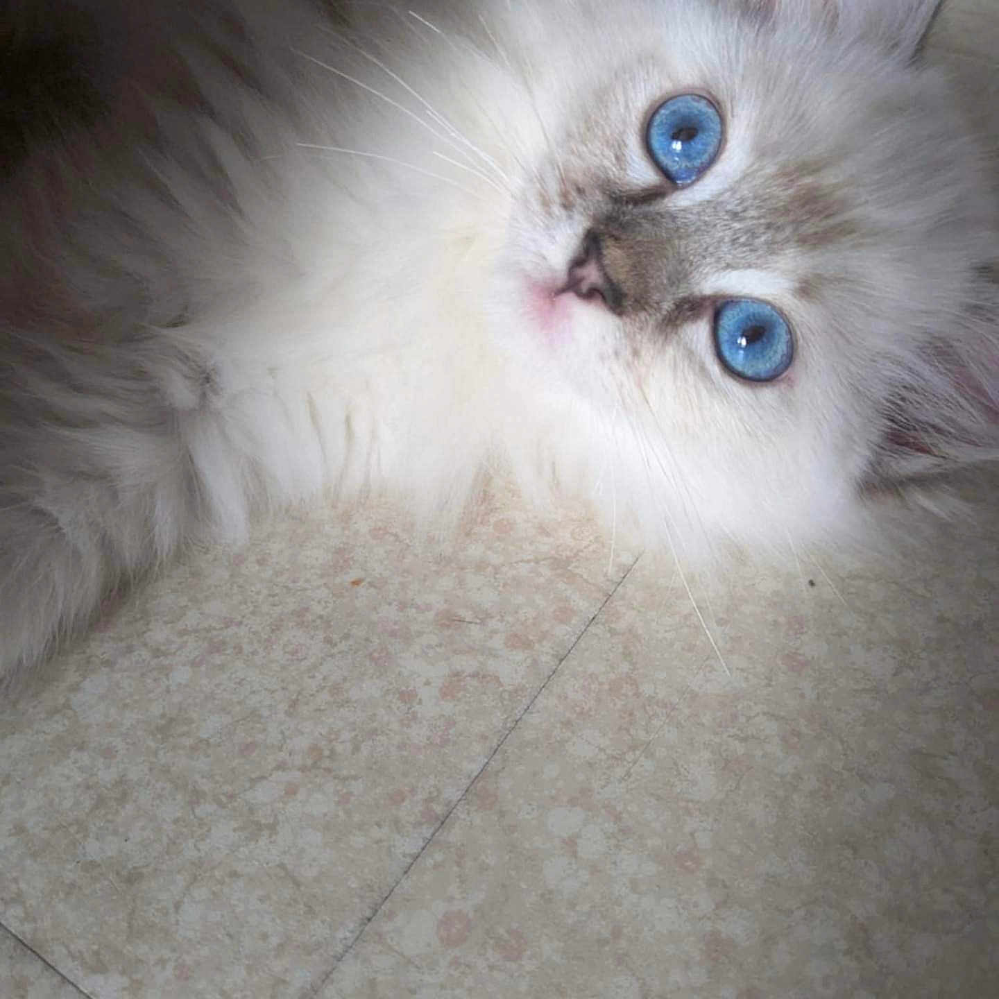 Ayla