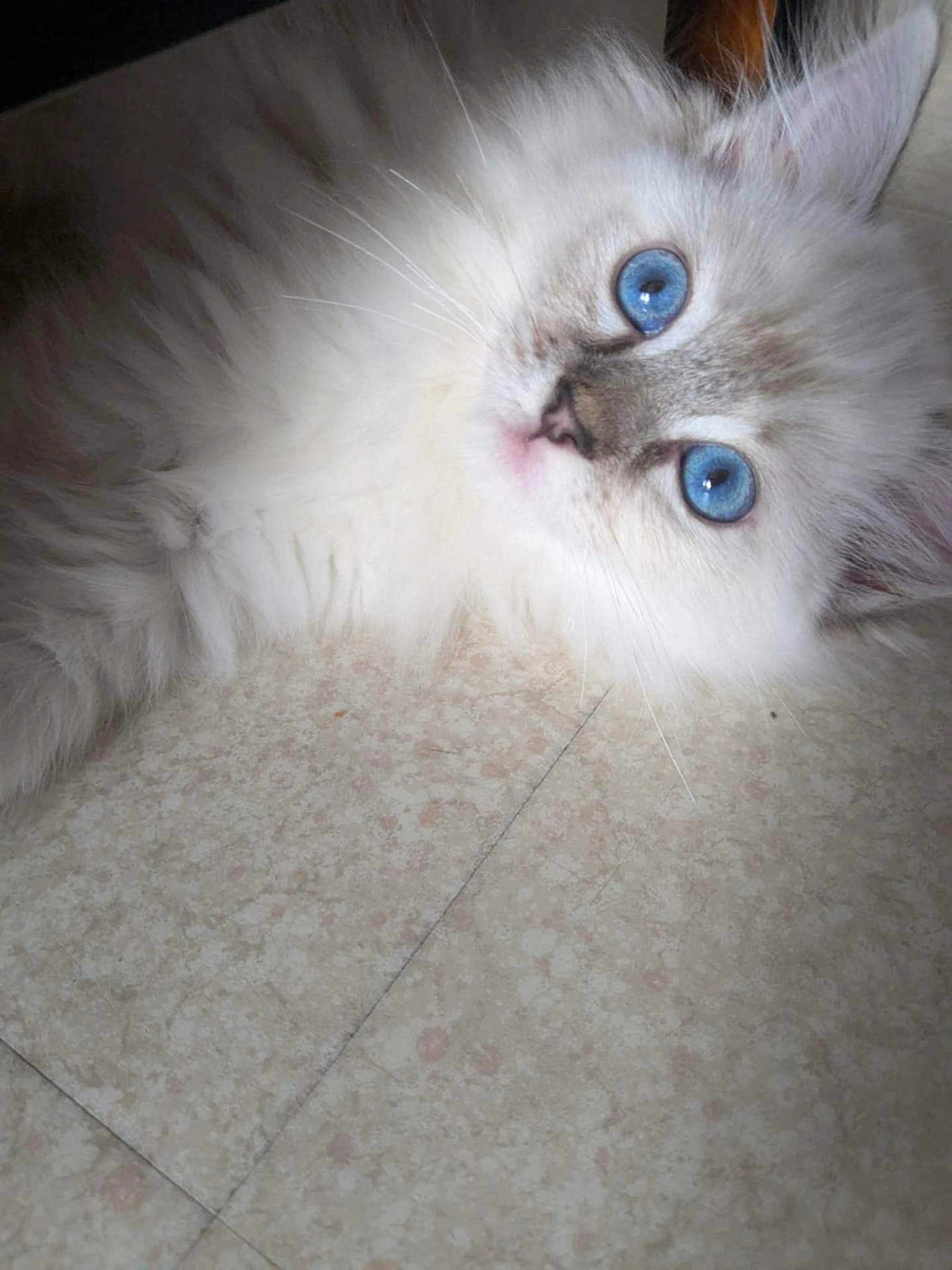 Ayla a rejoint le concours — aidez-le/la à gagner de superbes lots ! kitten, cat, blue_eyes, fluffy, white_fur, pet, animal, cute, floor, tile, portrait, indoor, young_cat, feline, whiskers, closeup, curious, soft, small, domestic_animal