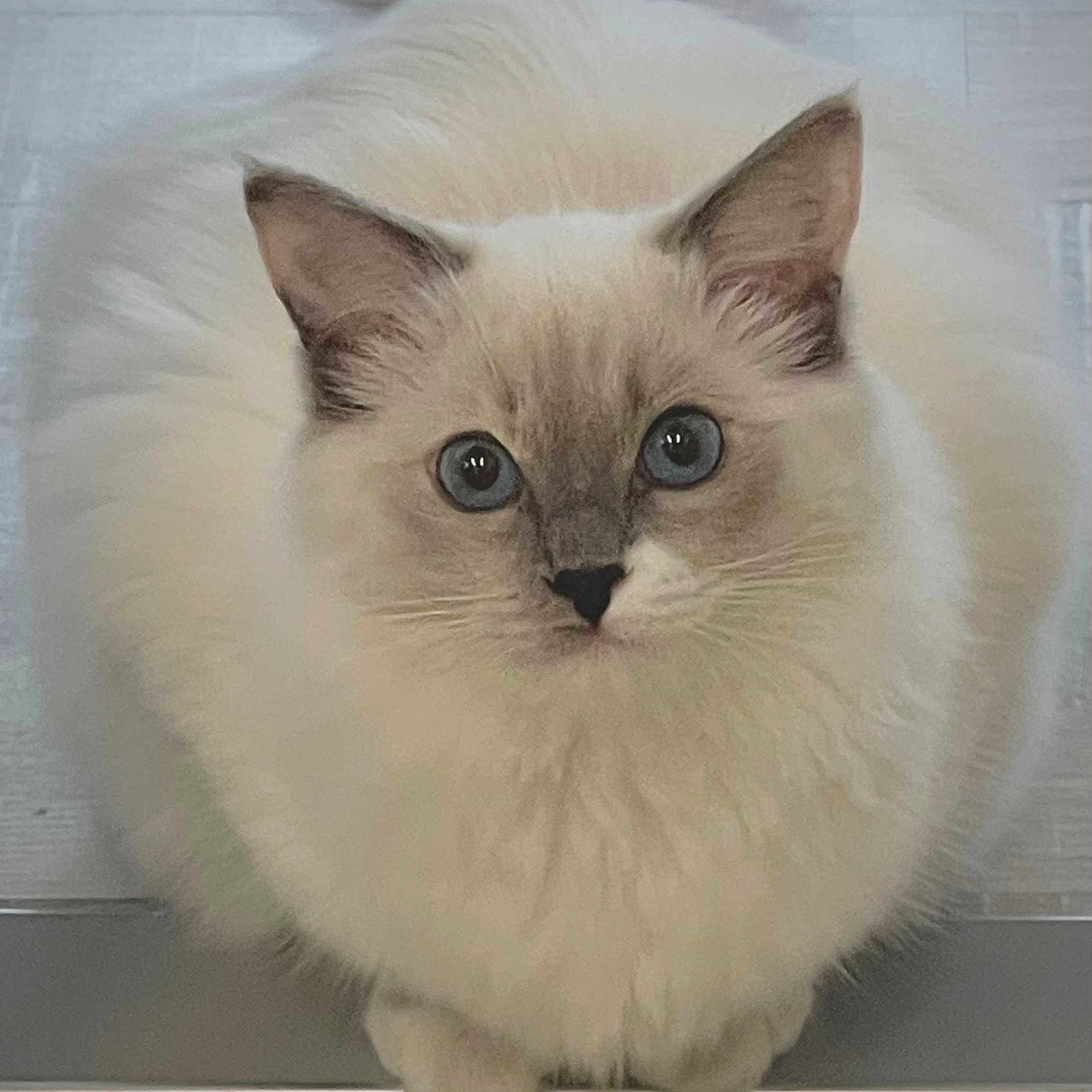 Venus participe au concours pour gagner de l'argent avec cette photo : angora, animal, cat, kitten, manx, pet, siamese, white