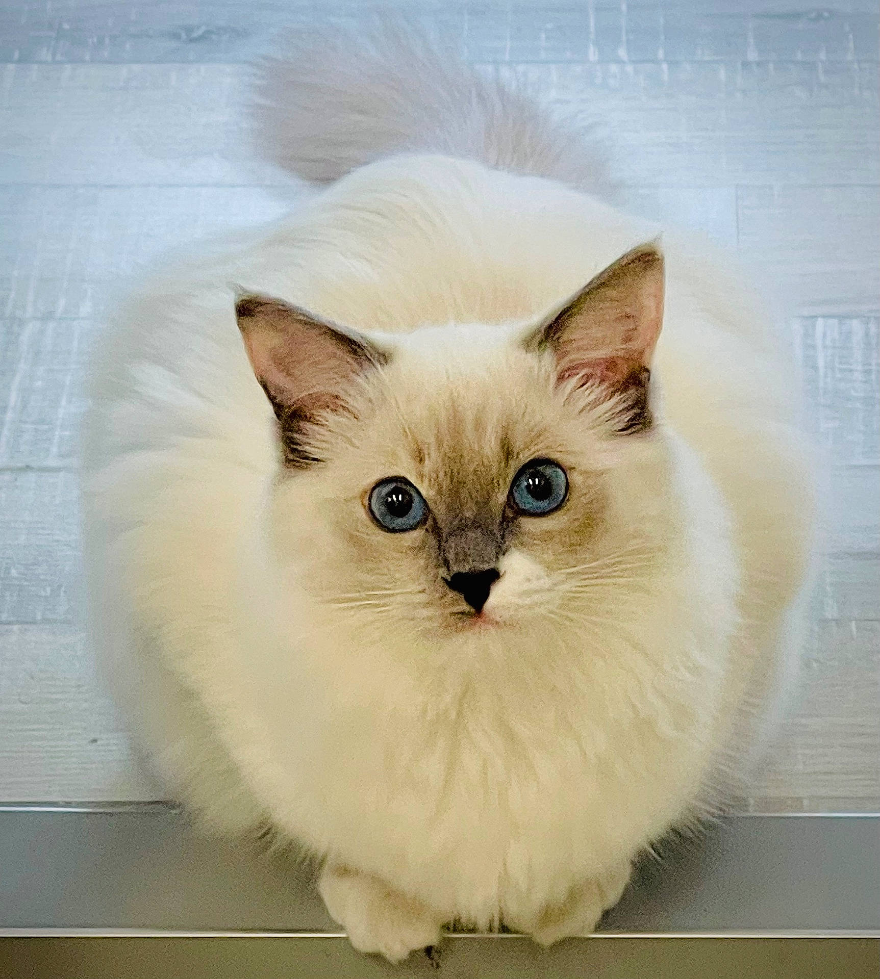 Venus a rejoint le concours — aidez-le/la à gagner de superbes lots ! angora, animal, cat, kitten, manx, pet, siamese