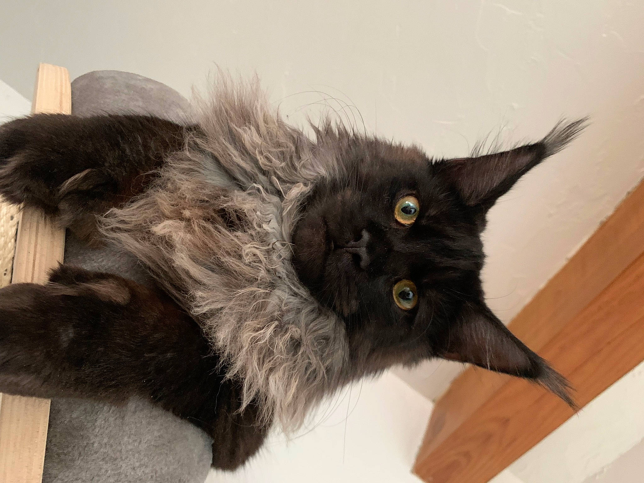 Tyr a rejoint le concours — aidez-le/la à gagner de superbes lots ! black_cat, british_longhair, carnivore, cat, claw, dog_breed, domestic_short_haired_cat, felidae, fur, hardwood, paw, small_to_medium_sized_cats, snout, tail, terrestrial_animal, whiskers, wood