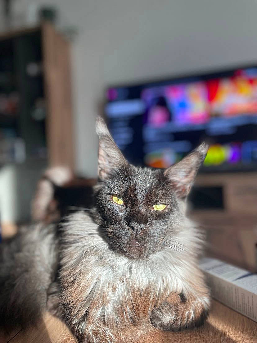 Tyr participe au concours pour gagner de l'argent avec cette photo : black_cat, carnivore, cat, claw, domestic_short_haired_cat, felidae, fur, paw, small_to_medium_sized_cats, snout, tail, whiskers