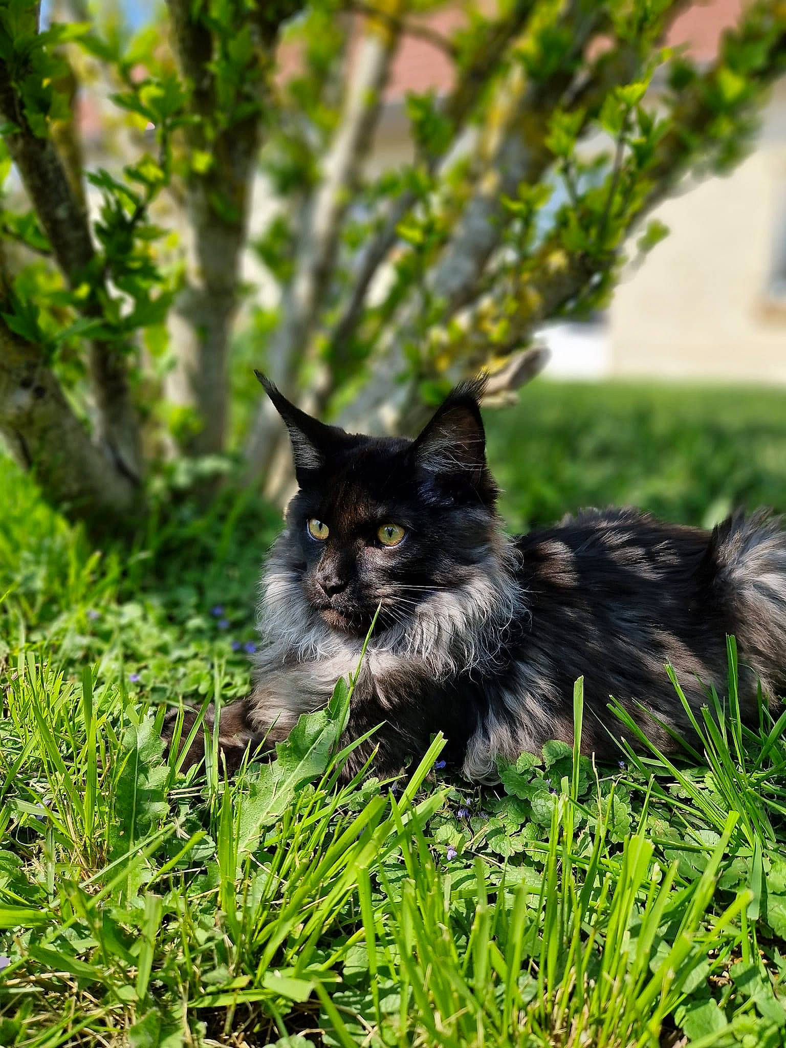 Tyr a rejoint le concours — aidez-le/la à gagner de superbes lots ! canidae, carnivore, cat, companion_dog, dog_breed, felidae, fur, grass, plant, small_to_medium_sized_cats, sporting_group, tail, terrestrial_animal, terrestrial_plant, tree, whiskers