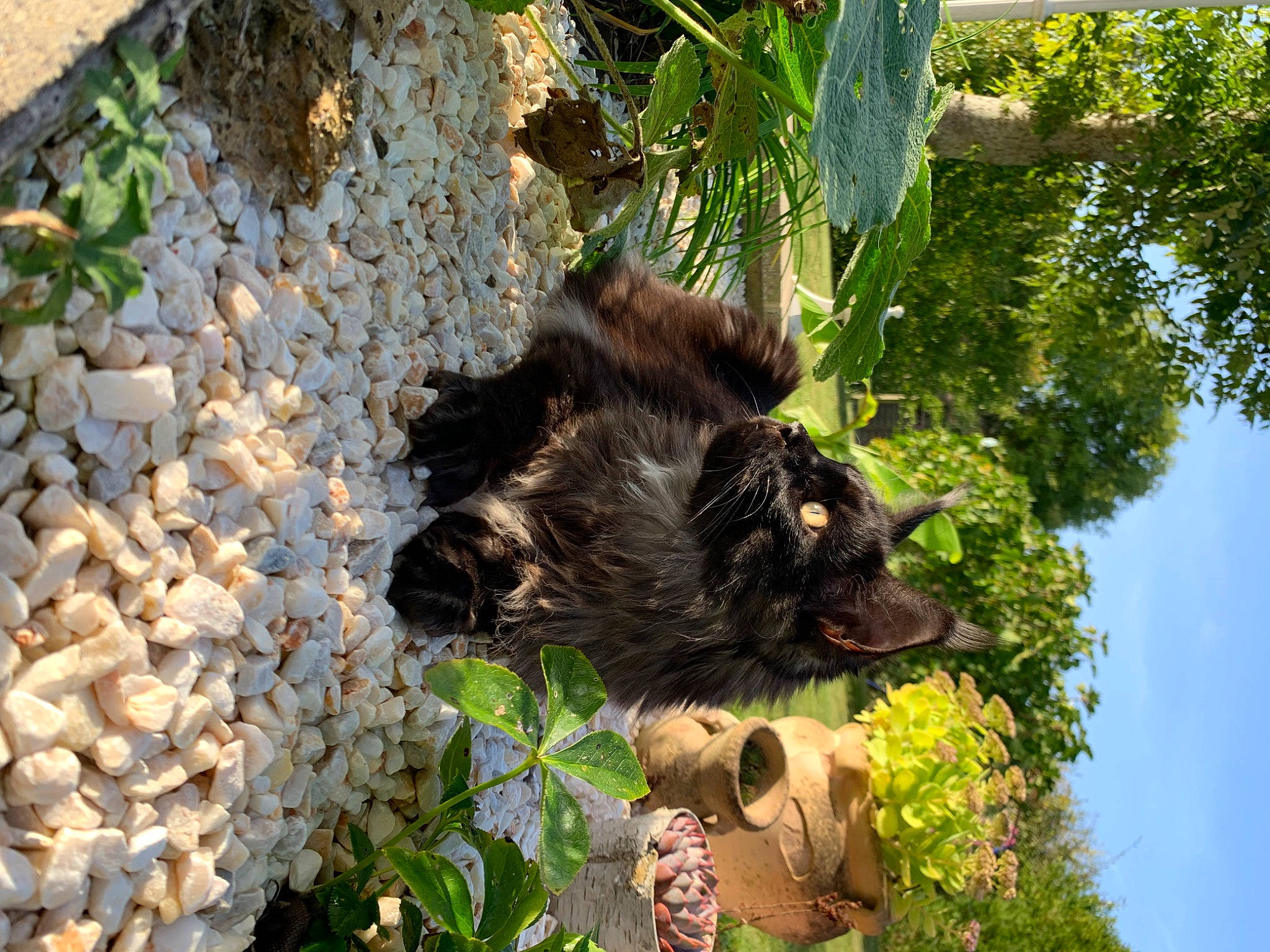 Tyr participe au concours pour gagner de l'argent avec cette photo : bear, botany, canidae, carnivore, dog, dog_breed, fur, grass, jungle, plant, sky, snout, soil, sporting_group, terrestrial_animal, tree, trunk, wildlife, working_animal, zoo