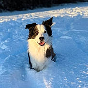 Nirvan a rejoint le concours — aidez-le/la à gagner de superbes lots ! dog, snow, outdoor, winter, sunlight, black_and_white, animal, happy, nature, trees, fur, pet, playful, cold, daylight, landscape, canine, smiling, background, snowy