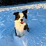 dog, snow, outdoor, winter, sunlight, black_and_white, animal, happy, nature, trees, fur, pet, playful, cold, daylight, landscape, canine, smiling, background, snowy