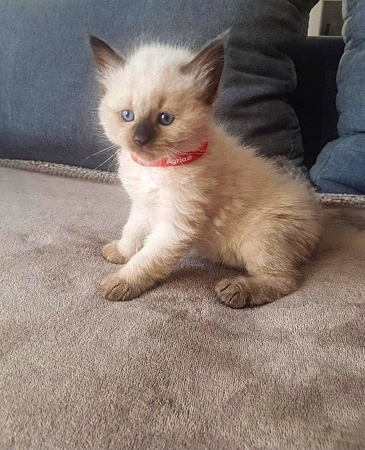 Kovu participe au concours pour gagner de l&#x27;argent avec cette photo : carnivore, cat, claw, comfort, couch, domestic_short_haired_cat, eye, fawn, felidae, flooring, foot, fur, head, paw, small_to_medium_sized_cats, snout, tail, terrestrial_animal, whiskers