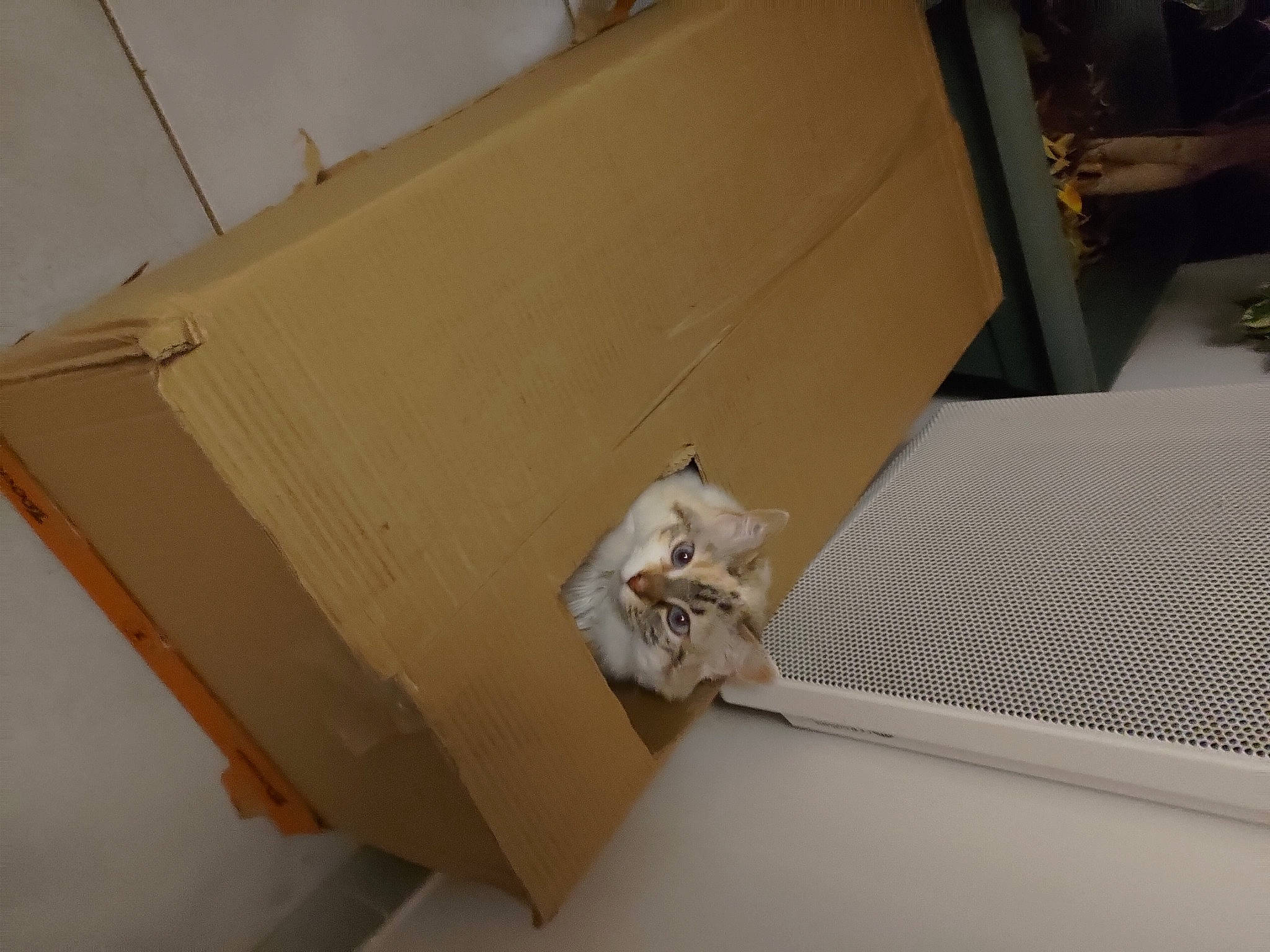 Lila participe au concours pour gagner de l'argent avec cette photo : beige, box, box_sealing_tape, cardboard, carnivore, carton, cat, fawn, felidae, floor, flooring, hardwood, packaging_and_labeling, packing_materials, plywood, room, shipping_box, small_to_medium_sized_cats, whiskers, wood