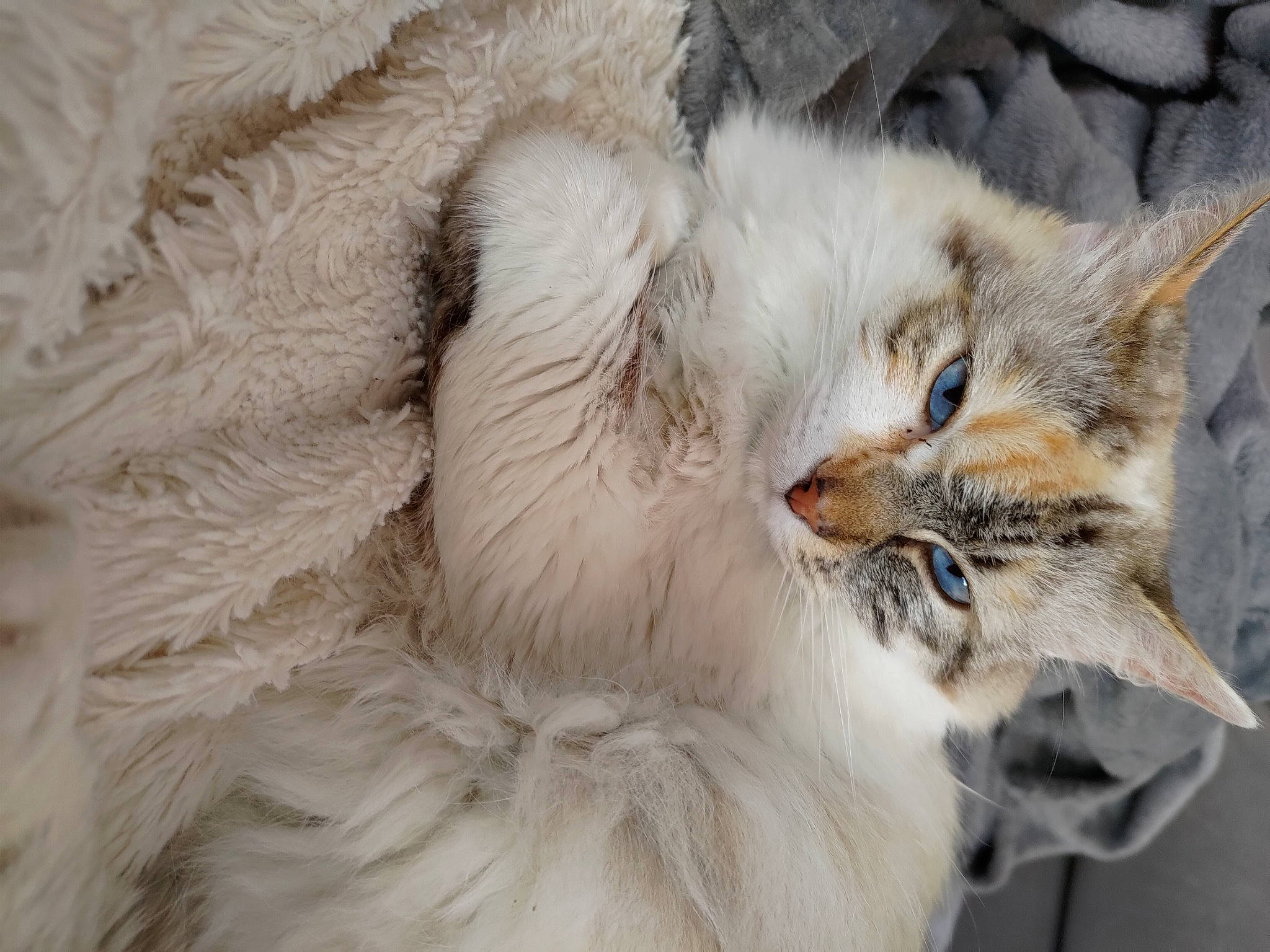 Lila participe au concours pour gagner de l'argent avec cette photo : carnivore, cat, claw, comfort, fawn, felidae, fur, nap, paw, plant, ragdoll, sleep, small_to_medium_sized_cats, snout, tail, terrestrial_animal, whiskers, wildlife